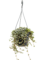 Easy-Care Chinese Money Plant Pilea glauca Indoor House Plants