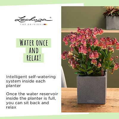 LECHUZA CANTO Stone Low Square Poly Resin Self-watering Planter Set