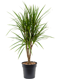 Showy Madagascar Dragon Tree Dracaena marginata Tall Indoor House Plants Trees