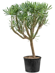 Easy-Care Candle Plant Senecio kleinia Indoor House Plants