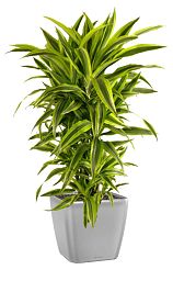 Dracaena Fragrans Lemon Lime in LECHUZA QUADRO LS Self-watering Planter, Total Height 150 cm