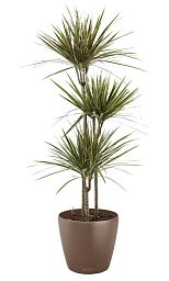 Dracaena Marginata in LECHUZA CLASSICO Color Self-watering Planter, Total Height 120 cm