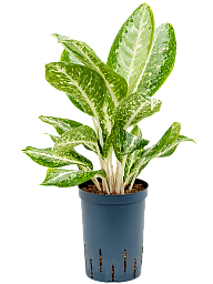 Delicate Chinese Evergreen Aglaonema 'Milky way' Indoor House Plants