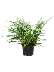 Easy-Care Basket Fern Aglaomorpha 'Jim' Indoor House Plants
