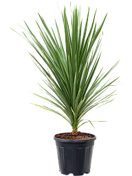 Photogenic Ti Plant Cordyline australis 'Peko' (140-170) Indoor House Plants