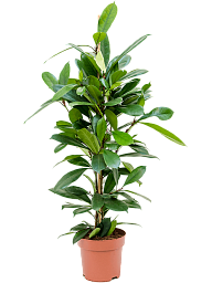 Lush African Fig Ficus cyathistipula Indoor House Plants