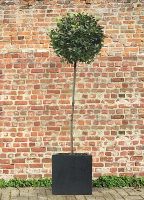 IDEALIST Lite Square Box Contemporary Light Concrete Planter