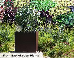LECHUZA CUBE Square Poly Resin Self-watering Planter