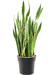 Elegant Snake Plant Sansevieria trifasciata 'Laurentii' Indoor House Plants