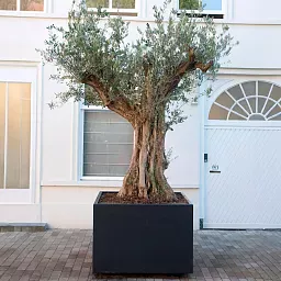 Florida Outdoor Aluminum Square Planter