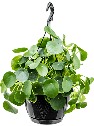 Easy-Care Chinese Money Plant Pilea peperomioides Indoor House Plants