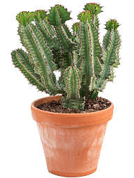 Photogenic African Milk Tree Euphorbia cooperi Indoor House Plants