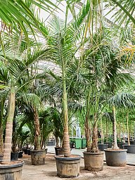 Tropical Alexandra Palm Archontophoenix alexandrae (400-500) Tall Indoor House Plants Trees