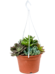 Cute Succulenten mix in 1 pot Indoor House Plants
