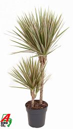 Colorful Dragon Tree Dracaena marginata Bicolor Tall Indoor House Plants Trees