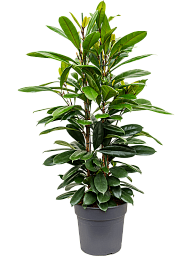 Lush African Fig Ficus cyathistipula Indoor House Plants