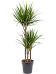 Showy Madagascar Dragon Tree Dracaena marginata Tall Indoor House Plants Trees