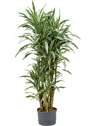 Insta-friendly Dracaena deremensis 'Warneckei' Tall Indoor House Plants Trees