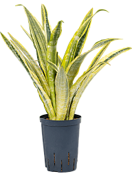 Colorful Snake Plant Sansevieria trifasciata 'Lauren' Indoor House Plants