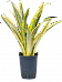 Colorful Snake Plant Sansevieria trifasciata 'Lauren' Indoor House Plants