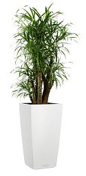 Dracaena Reflexa Anita in LECHUZA CUBICO Color Self-watering Planter, Total Height 140 cm