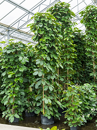 Lush Chestnut Vine Tetrastigma voinierianum Indoor House Plants