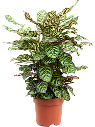 Showy Pin-Stripe Calathea makoyana Indoor House Plants
