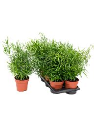 Lush Sicklethorn Asparagus falcatus Indoor House Plants