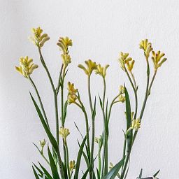 Blooming Anigozanthos (Kangaroo Paw) in LECHUZA DELTA Self-watering Planter, Total Height 45 cm