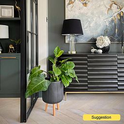 Lush Heart-Leaf Philodendron 'Imperial Green' Indoor House Plants