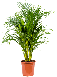 Lush Areca Palm Dypsis (Areca) lutescens Indoor House Plants Lush Areca Palm Dypsis (Areca) lutescens Indoor House Plants