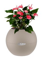 Blooming Anthurium Flamingo in LECHUZA-PURO Self-watering Planter, Total Height 40 cm