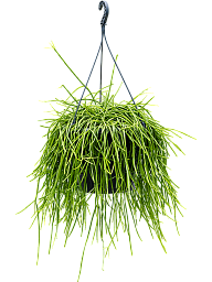 Easy-Care Mistletoe Cactus Rhipsalis kirbergii Indoor House Plants