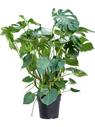 Shade-loving Swiss Cheese Plant Monstera deliciosa Indoor House Plants