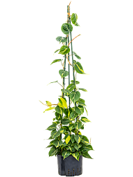Lush Heart-Leaf Philodendron scandens 'Brasil' Indoor House Plants