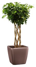 Schefflera Arboricola Gold Capella in LECHUZA QUADRO LS 43 Self-watering Planter, Total Height 180 c