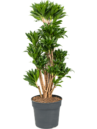 Easy-Care Corn Plant Dracaena fragrans 'Compacta' Indoor House Plants