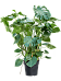 Shade-loving Swiss Cheese Plant Monstera deliciosa Indoor House Plants