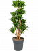 Easy-Care Corn Plant Dracaena fragrans 'Compacta' Indoor House Plants