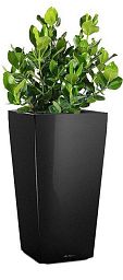Clusia in LECHUZA CUBICO Self-watering Planter, Total Height 90 cm