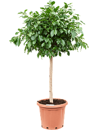 Lush Weeping Fig Ficus microcarpa ‘Nitida’ Tall Indoor House Plants Trees