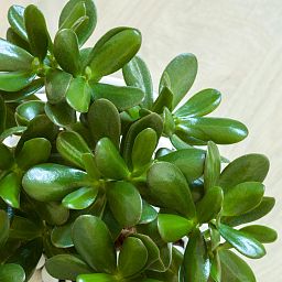 Easy-Care Jade Plant Crassula ovata Indoor House Plants
