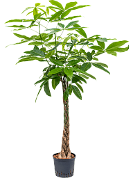 Insta-friendly Money Tree Pachira aquatica Tall Indoor House Plants Trees