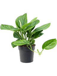Shade-loving Monkey Leaf Monstera pinnatipartita Indoor House Plants