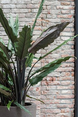 Fibrestone Dice Round Planter by Idealist Premium