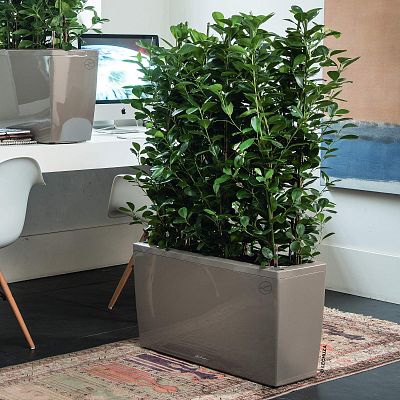 Lush Chinese Banyan Ficus microcarpa 'Moclame' Indoor House Plants