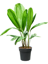Lush Ruffled Fan Palm Licuala grandis Tall Indoor House Plants Trees