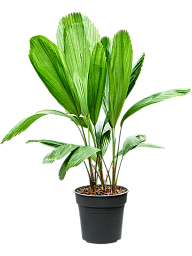 Lush Ruffled Fan Palm Licuala grandis Tall Indoor House Plants Trees