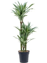 Insta-friendly Dracaena deremensis 'Warneckei' Tall Indoor House Plants Trees