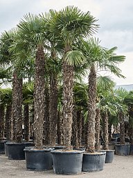 Windmill Palm Tree Trachycarpus fortunei (300-350)